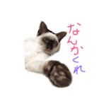 シャム猫 ガパオちゃん（個別スタンプ：9）