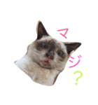 シャム猫 ガパオちゃん（個別スタンプ：10）