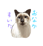 シャム猫 ガパオちゃん（個別スタンプ：11）