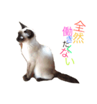 シャム猫 ガパオちゃん（個別スタンプ：12）