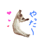 シャム猫 ガパオちゃん（個別スタンプ：13）