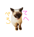 シャム猫 ガパオちゃん（個別スタンプ：15）