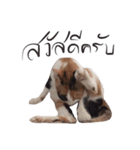 Mo - Che（個別スタンプ：1）