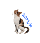 Mo - Che（個別スタンプ：6）
