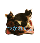 うちのにゃんこ知りませんか？（個別スタンプ：8）