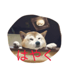 芝犬のタロ（メスです）（個別スタンプ：1）