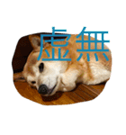芝犬のタロ（メスです）（個別スタンプ：2）