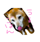 芝犬のタロ（メスです）（個別スタンプ：3）