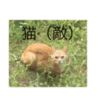芝犬のタロ（メスです）（個別スタンプ：4）