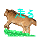 芝犬のタロ（メスです）（個別スタンプ：5）