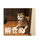 芝犬のタロ（メスです）（個別スタンプ：6）