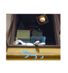 芝犬のタロ（メスです）（個別スタンプ：7）