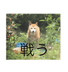 芝犬のタロ（メスです）（個別スタンプ：9）