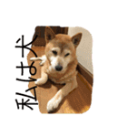 芝犬のタロ（メスです）（個別スタンプ：10）