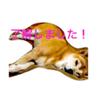 芝犬のタロ（メスです）（個別スタンプ：11）