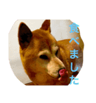芝犬のタロ（メスです）（個別スタンプ：12）