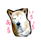 芝犬のタロ（メスです）（個別スタンプ：13）