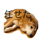芝犬のタロ（メスです）（個別スタンプ：14）