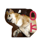 芝犬のタロ（メスです）（個別スタンプ：16）