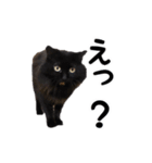 我が家の黒猫のクロ（個別スタンプ：11）