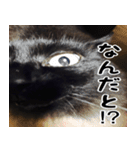 我が家の黒猫のクロ（個別スタンプ：12）