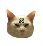 ちょこっと使える猫スタンプ（個別スタンプ：1）