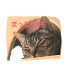 ちょこっと使える猫スタンプ（個別スタンプ：3）