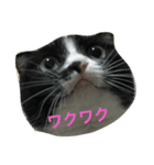 ちょこっと使える猫スタンプ（個別スタンプ：4）