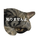 ちょこっと使える猫スタンプ（個別スタンプ：5）