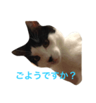 ちょこっと使える猫スタンプ（個別スタンプ：6）