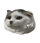 ちょこっと使える猫スタンプ（個別スタンプ：7）