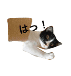 ちょこっと使える猫スタンプ（個別スタンプ：8）