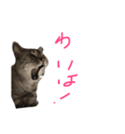 津軽猫弁（個別スタンプ：10）
