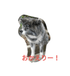 秋田犬のひとりごと（個別スタンプ：5）