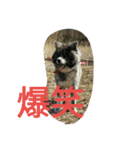 秋田犬のひとりごと（個別スタンプ：20）