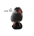 ぴこちゃん（個別スタンプ：3）