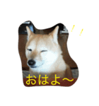 豆柴. 3（個別スタンプ：1）