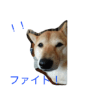 豆柴. 3（個別スタンプ：2）