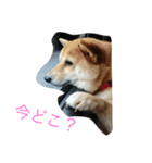 豆柴. 3（個別スタンプ：3）