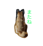 豆柴. 3（個別スタンプ：5）