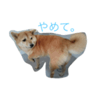 豆柴. 3（個別スタンプ：6）