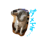 りんです（個別スタンプ：6）