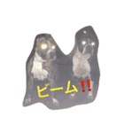 アメリカンピットブルテリア（個別スタンプ：24）