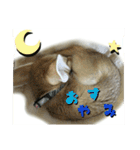 気ままなフェネックキツネ（個別スタンプ：2）
