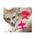 気ままなフェネックキツネ（個別スタンプ：5）