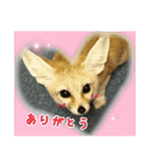 気ままなフェネックキツネ（個別スタンプ：7）