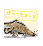 気ままなフェネックキツネ（個別スタンプ：9）