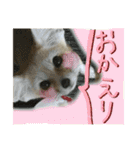 気ままなフェネックキツネ（個別スタンプ：11）
