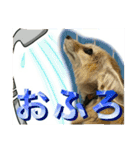 気ままなフェネックキツネ（個別スタンプ：12）