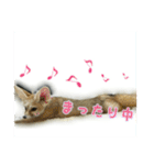 気ままなフェネックキツネ（個別スタンプ：13）